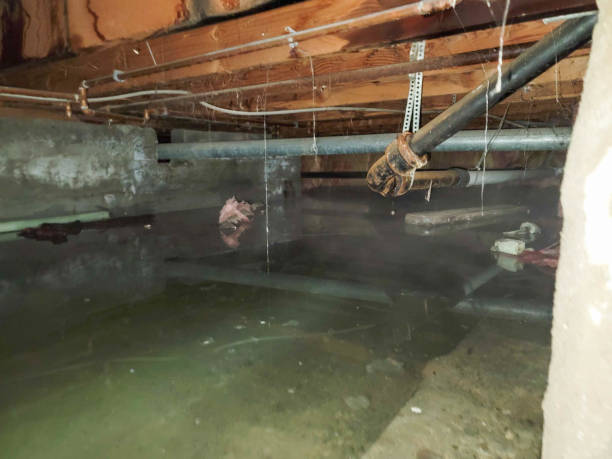 Best Water damage cleanup near me  in Chase, PA